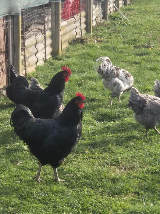 Cocosi Jersey Gigant