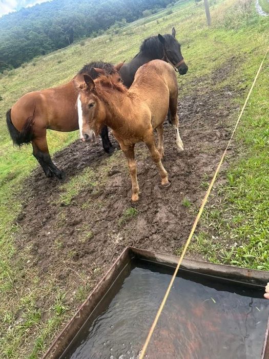 Iepe de vanzare cluj