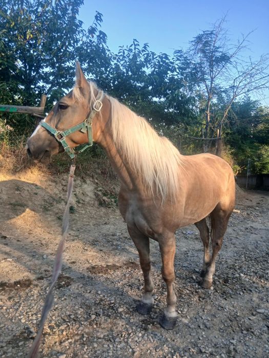 De vânzare iapa bună