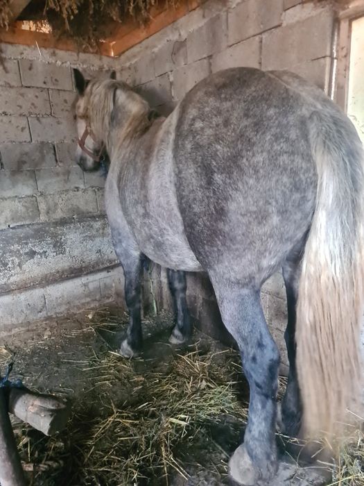 De vânzare iapa șură genstanta