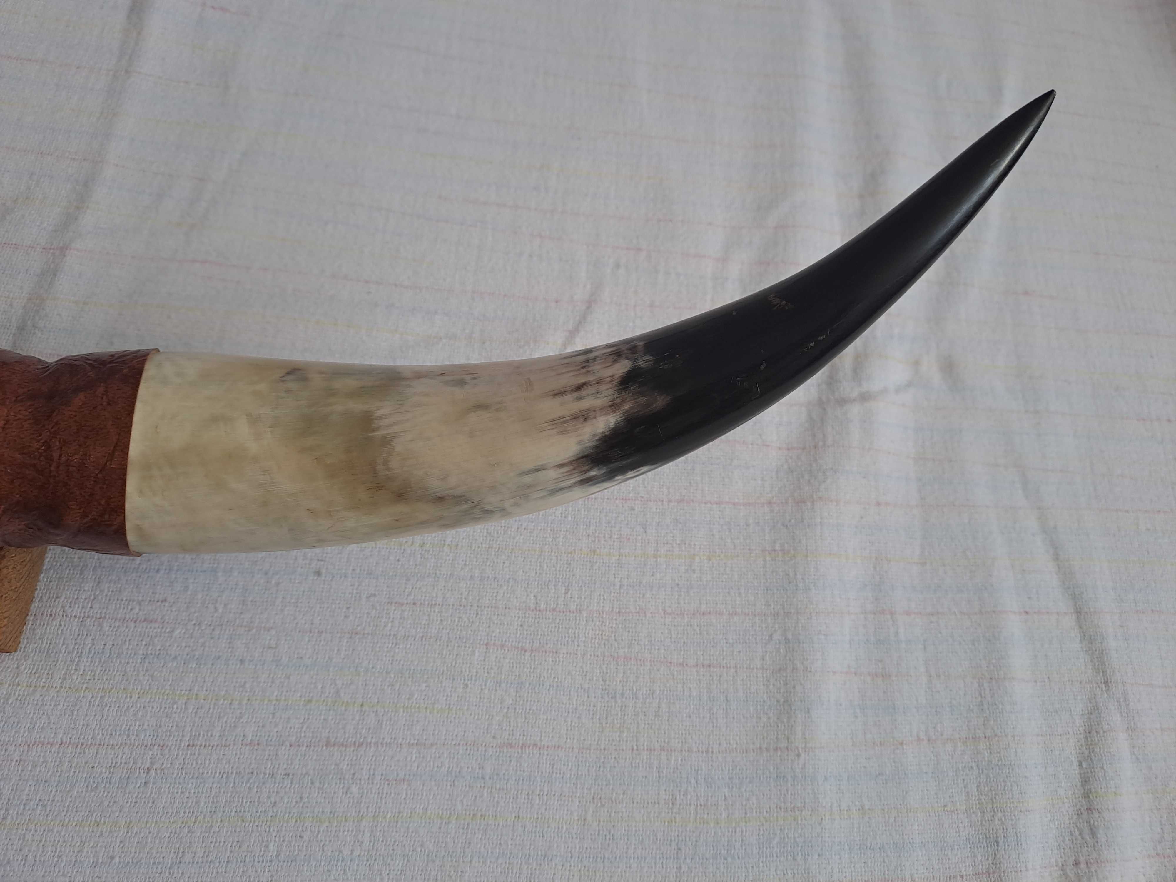 trofeu coarne bivol coarne taur 74 cm