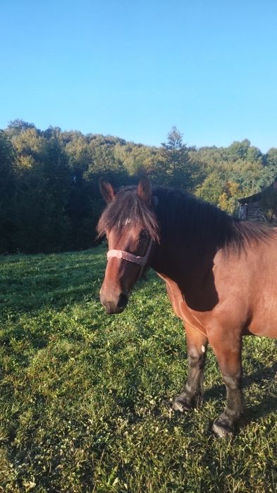 Vând mânz de 1 an si 5 luni