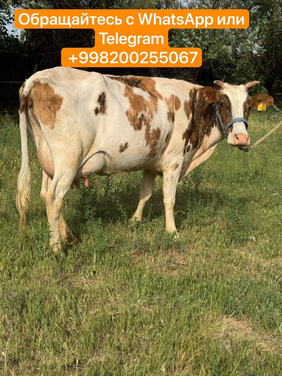 Карова продам с остемир;;;
