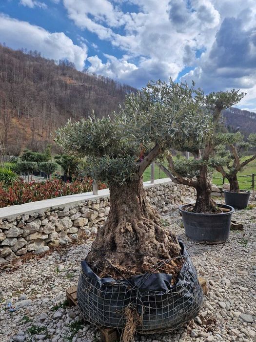 Plante ornamentale care aduc eleganță naturală grădinii