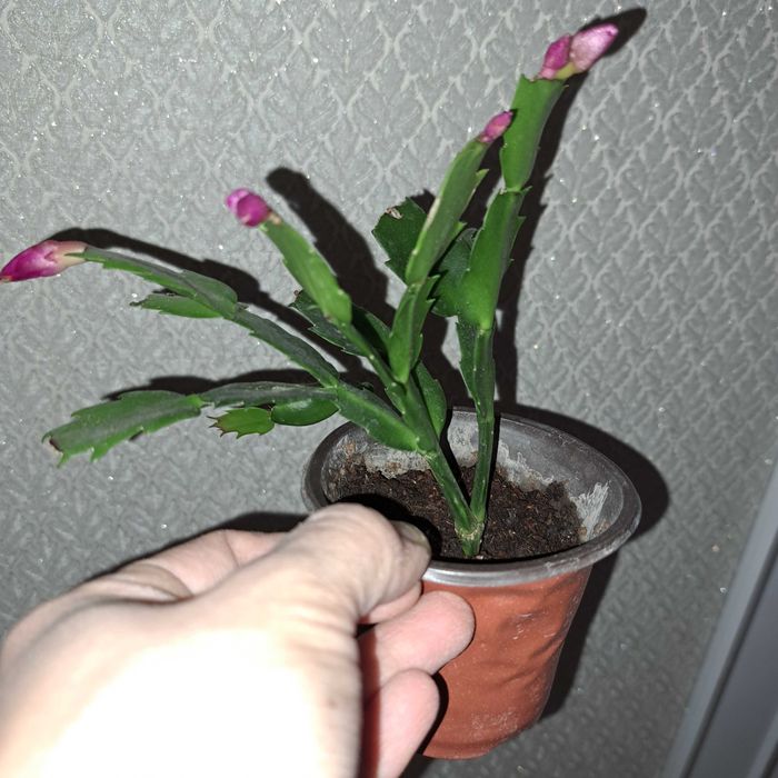 Шлюмбергер декабрист