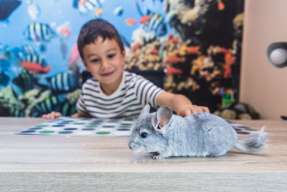 Chinchilla Sinsila Blue Diamond