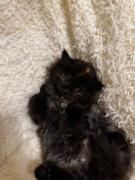 Котята маленькие в добрые руки