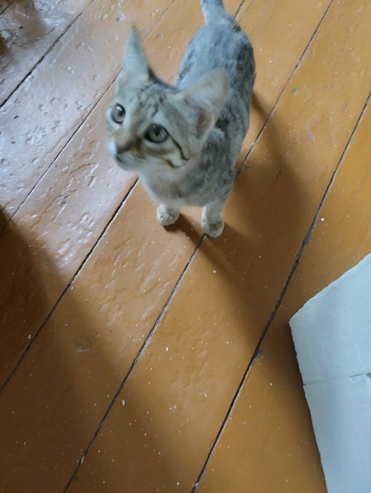 Мальчишка котик в добрые ручки, тигровый окрас.