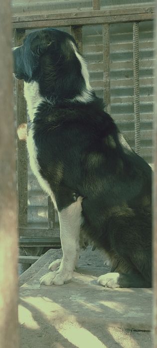 Алабай, болари,тоза зот!