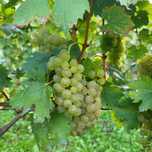 Struguri de vin Riesling