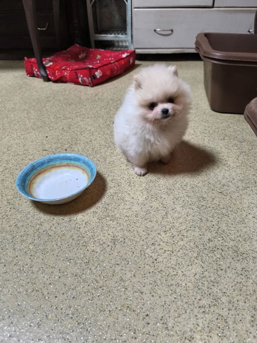 Померан мини момче