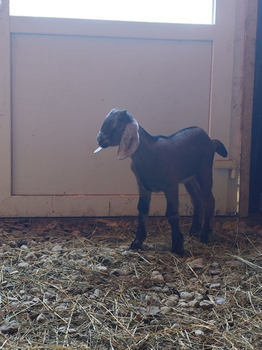 Ied anglo nubian , țapisor anglonubian