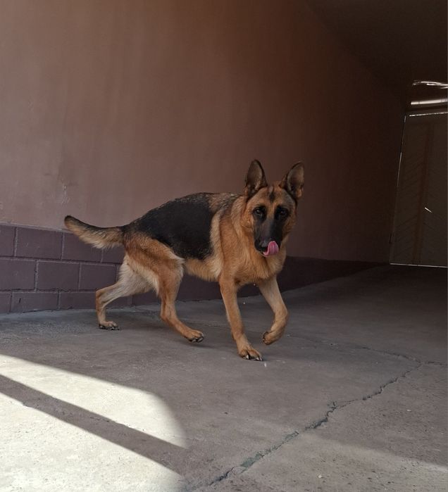 Продаётся чистокровная немецкая овчарка девочка