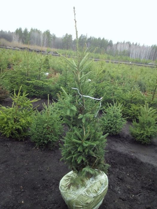 Саженцы Ели, сосны, березы