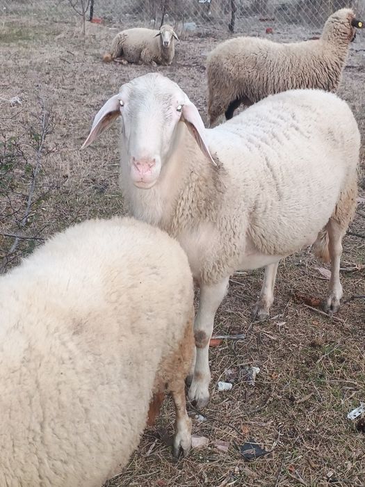 Продавам коч по причина че не ми трябва