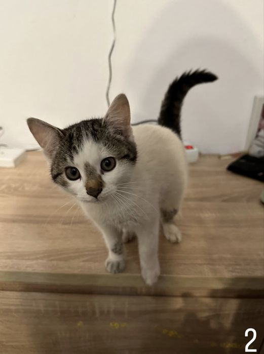 Donez pisicute felis