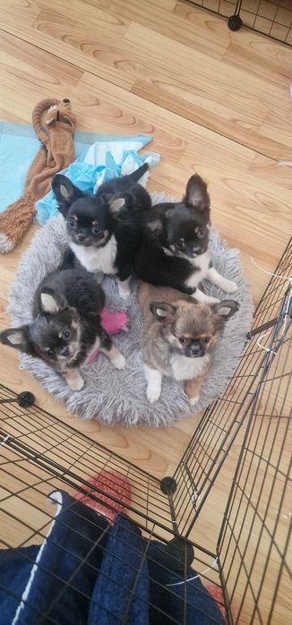 Длинношерстные чихуахуа – малыши чемпионов ждут своих хозяев!