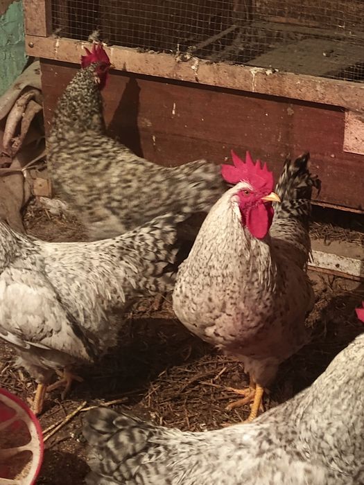 Петухи  молодые продам