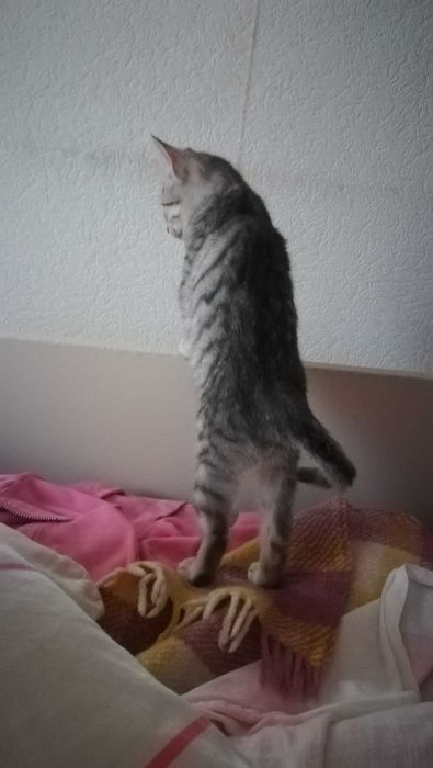 Коте сиво тигърче