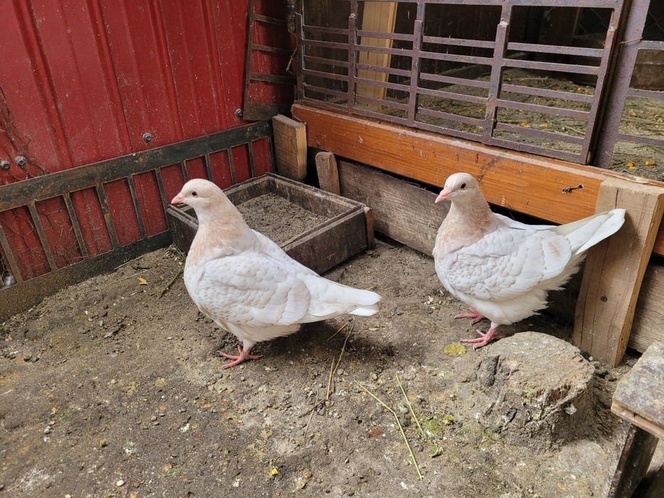 Vând porumbei texani