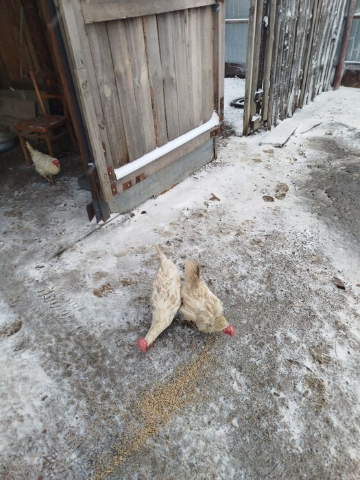 Продам кур несушек породы легорн