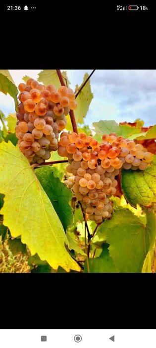 Struguri de vin cu transport gratuit
