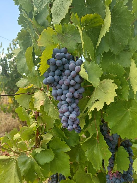 Struguri de vin toate soiurile