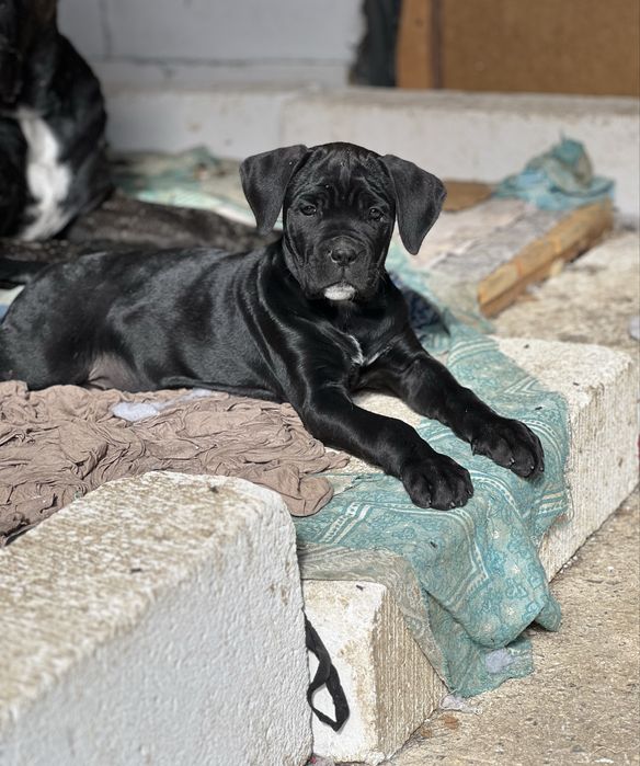 Кане Корсо.