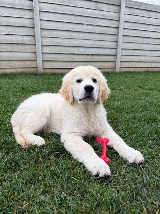Golden Retriever mascul cu Pedigree