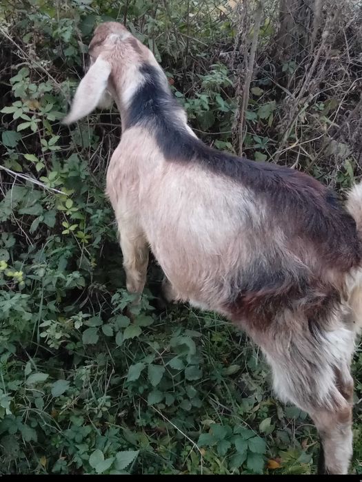 Tap metisi anglonubian