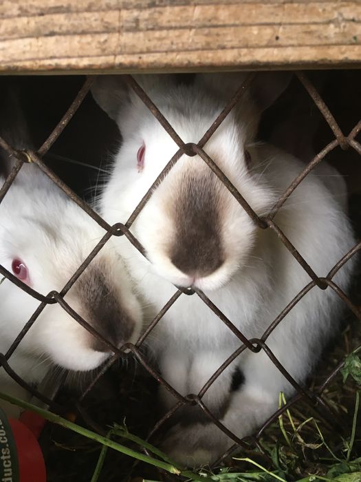 Iepuri Californian cu Urias de transilvania