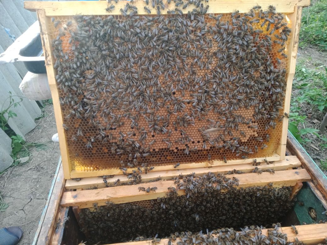 Продажа пчелосемей, пчелопакетов, пасеки,   1 прицеп 2×4м. инвентаря