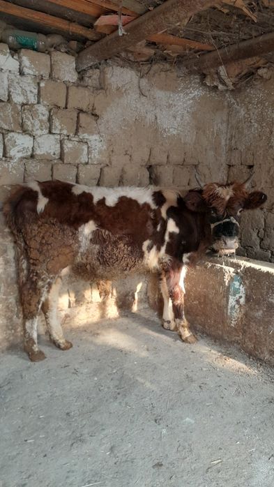 Еркек өгіз сатылады