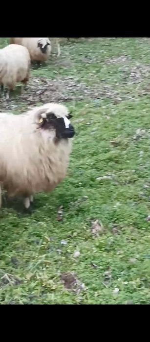 oi breze  de calitate