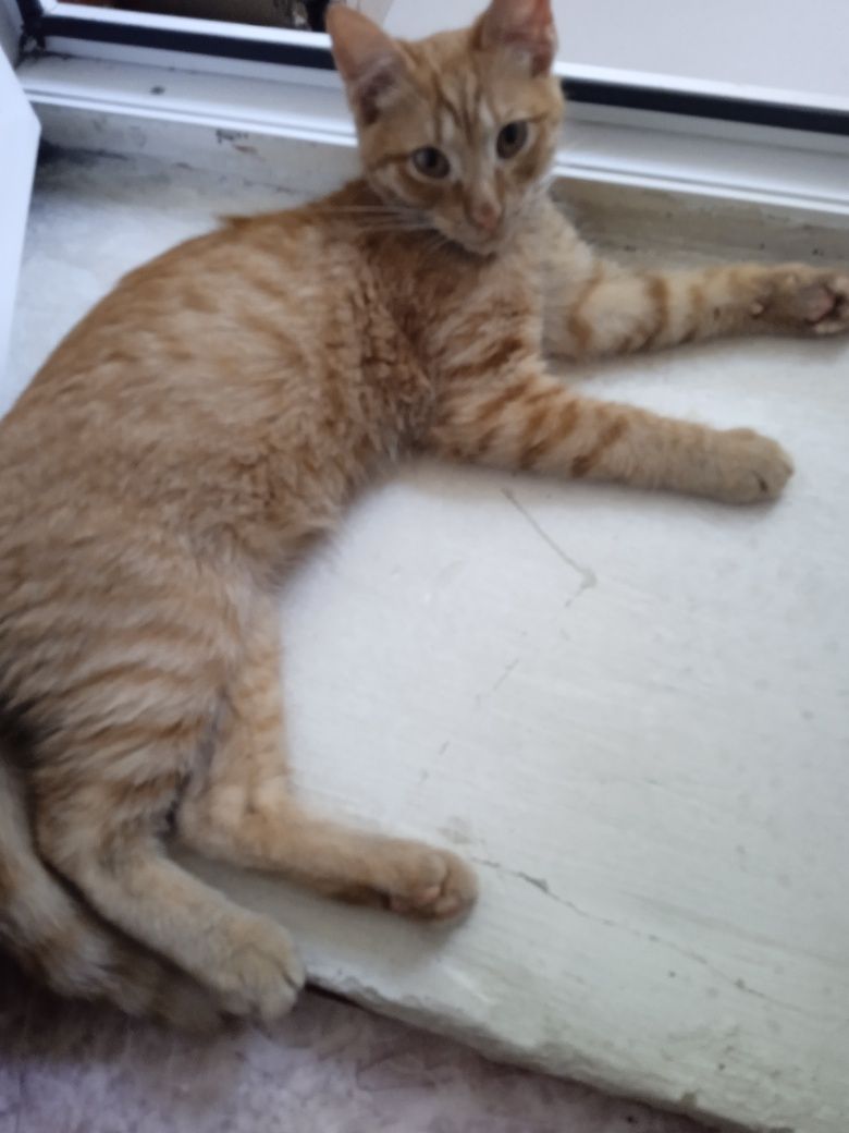 Молодые коты и кошки.