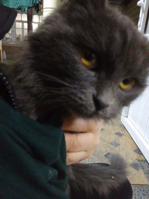 Пародистый котенок