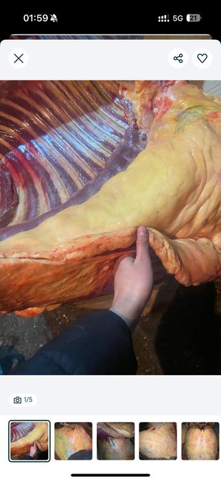 Согым ети, жылкы жабагы бие байтал