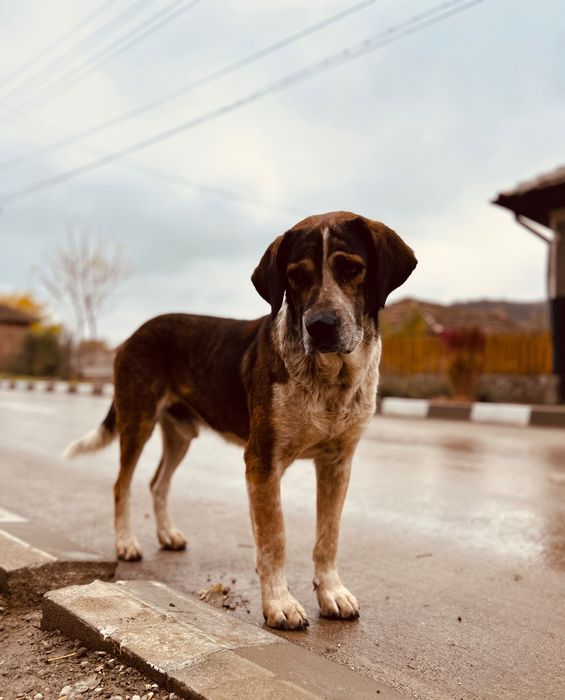 Бездомно кученце си търси дом