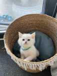 Pui pisica British Shorthair