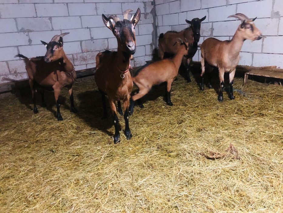 Vand capre alpine franceze