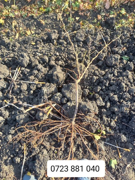 Butasi vita de vie și pomi fructiferi