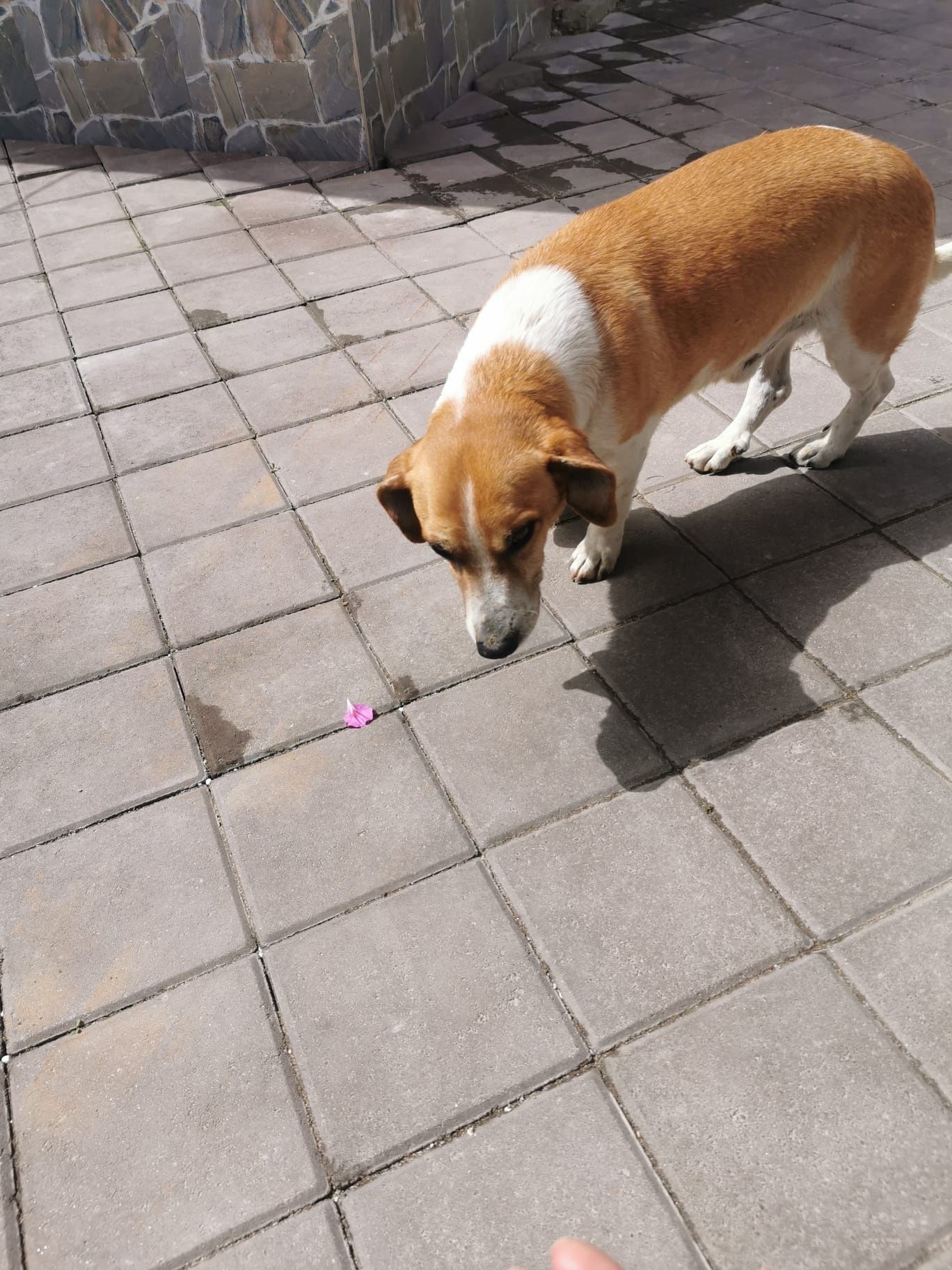 Ofer gratis  spre adopție câine