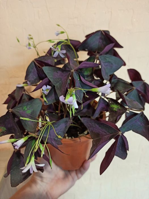 Оксалис (кислица)