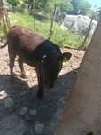 Vitea Angus în vârstă de 6luni