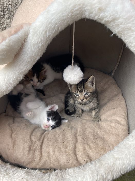 Ofer spre adoptie puiuți de pisica