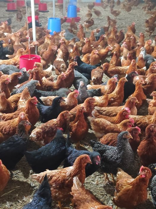 Puicuțe 15 săptămâni