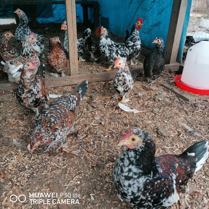 Gainuse și cocoșei pitici