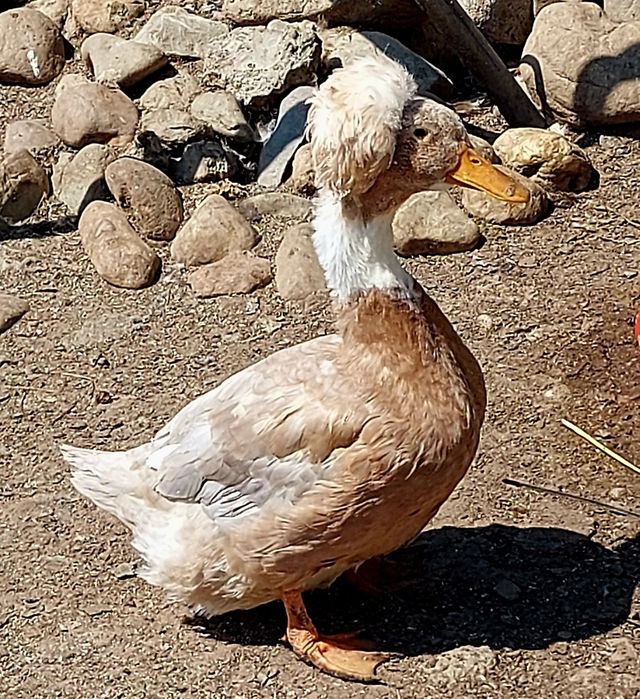 Vând rate mute si motate romanesti