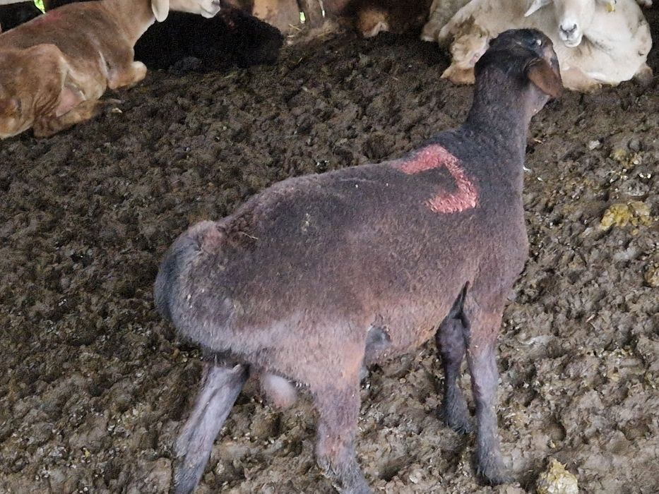 Қой қозы тоқталар