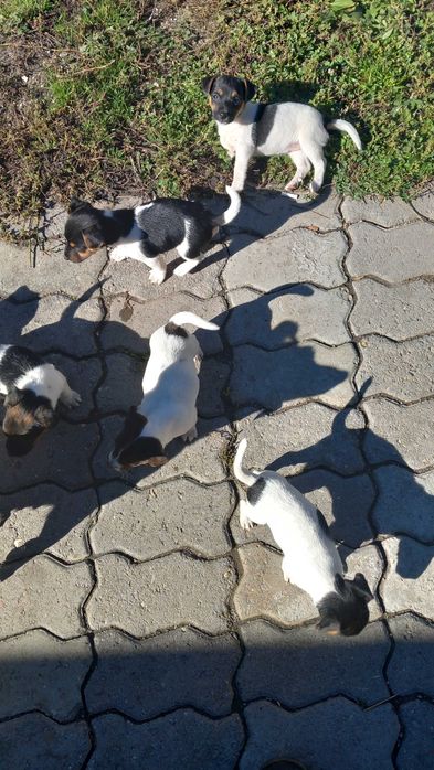 Джак ръсел териер